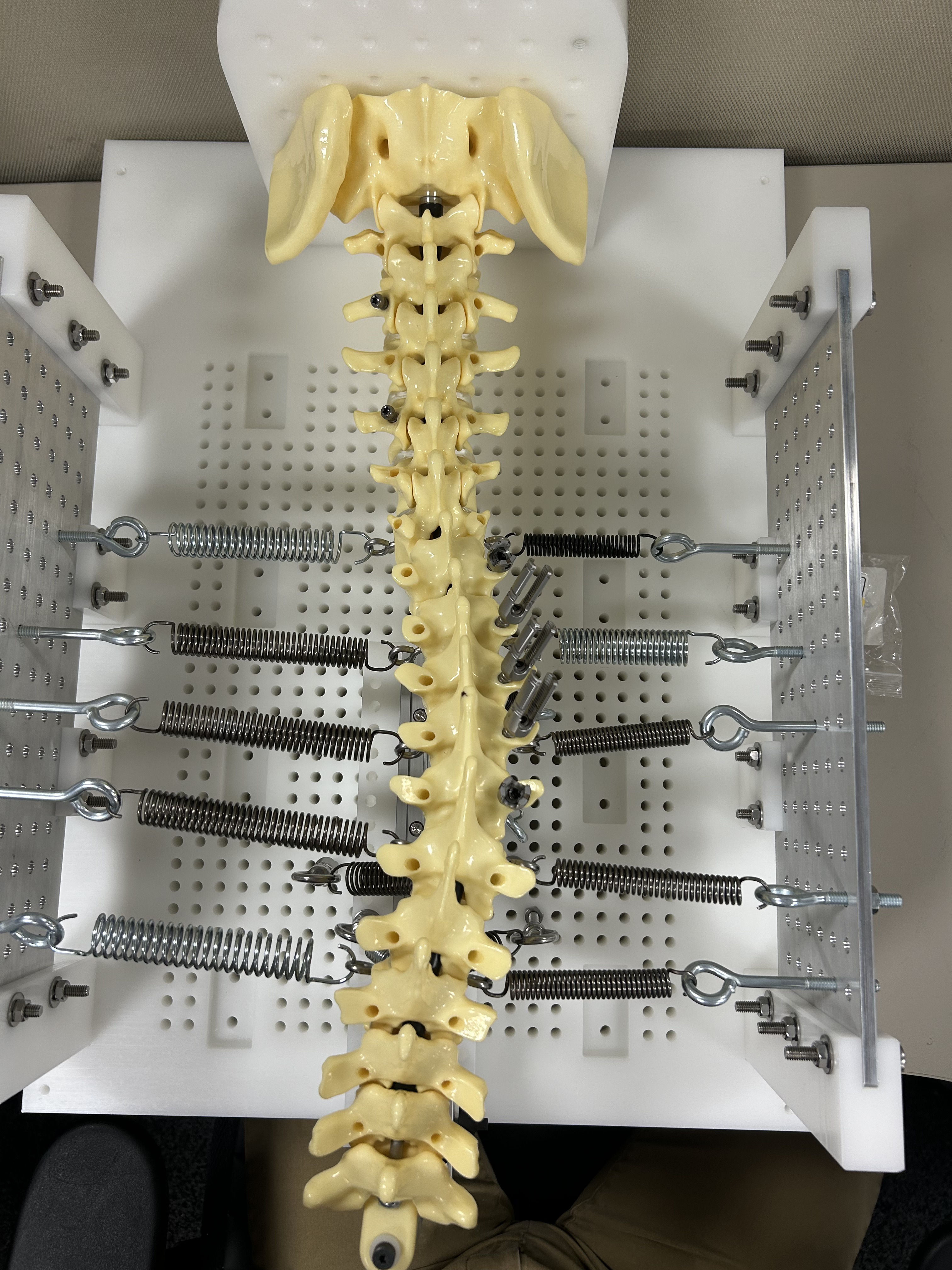 Spine Model Force System cover image